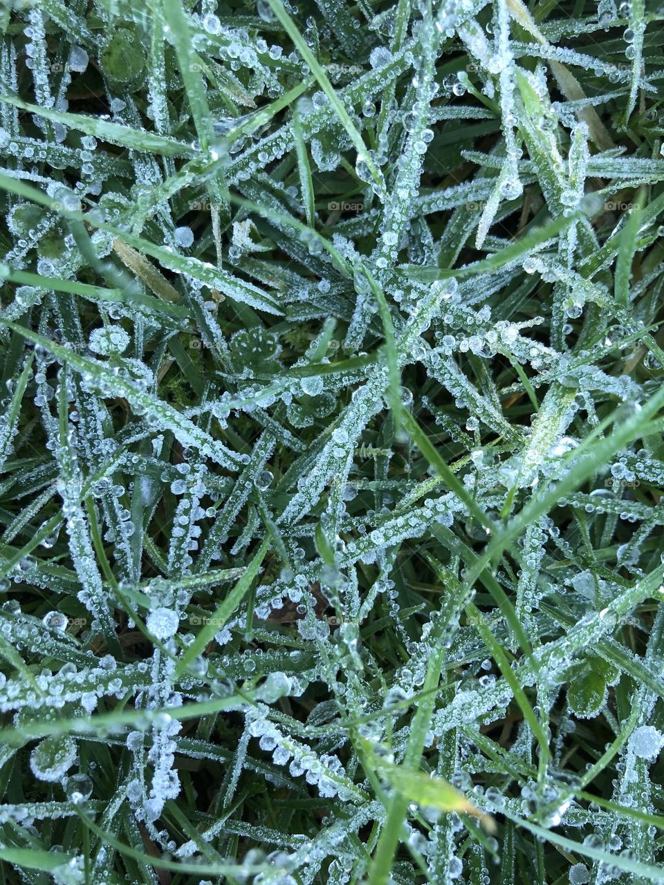 Winter grass