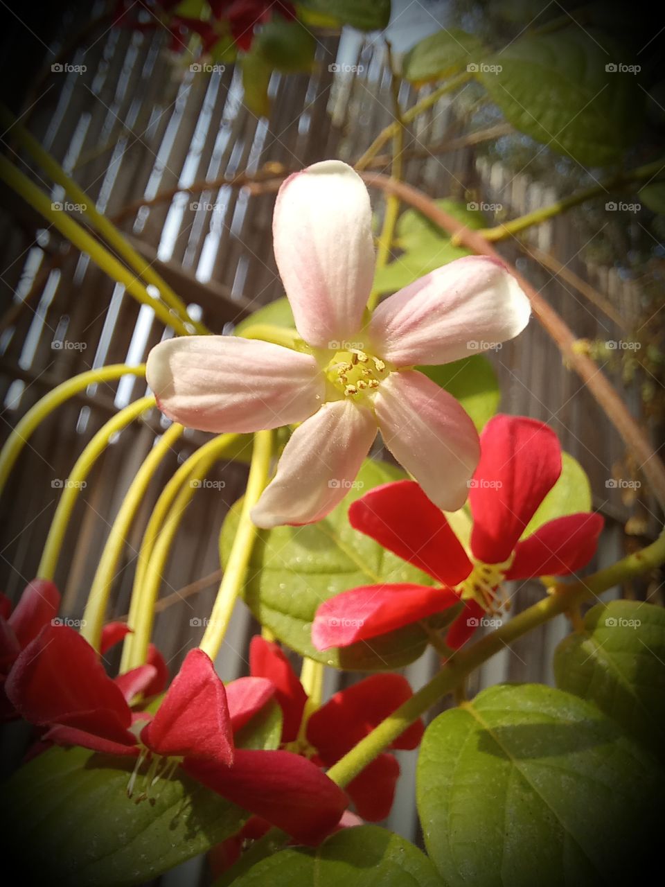 Combretum indicum