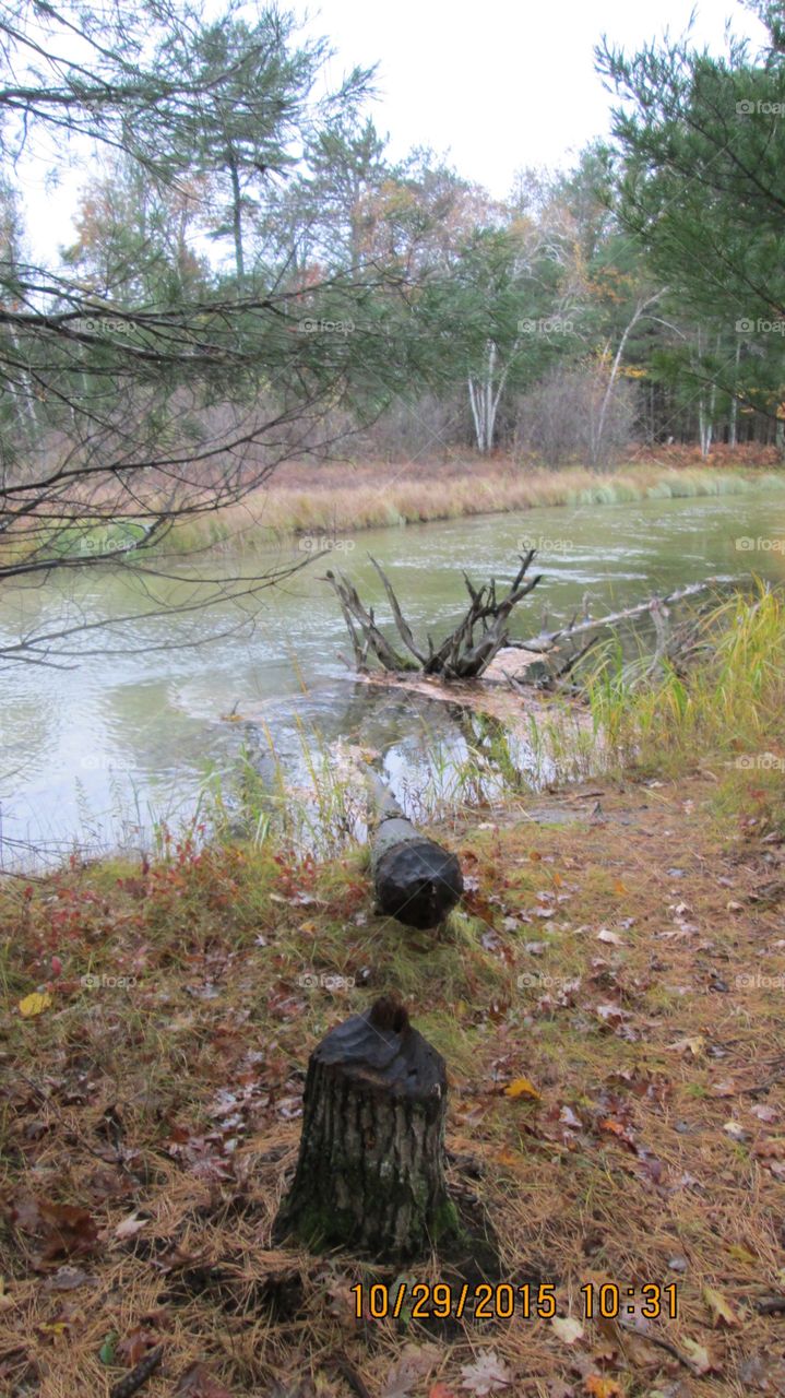 Northern Michigan 