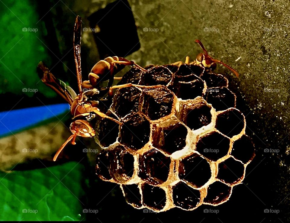 Wasps hangin by their home.  