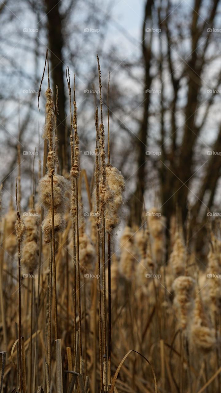 Cattail