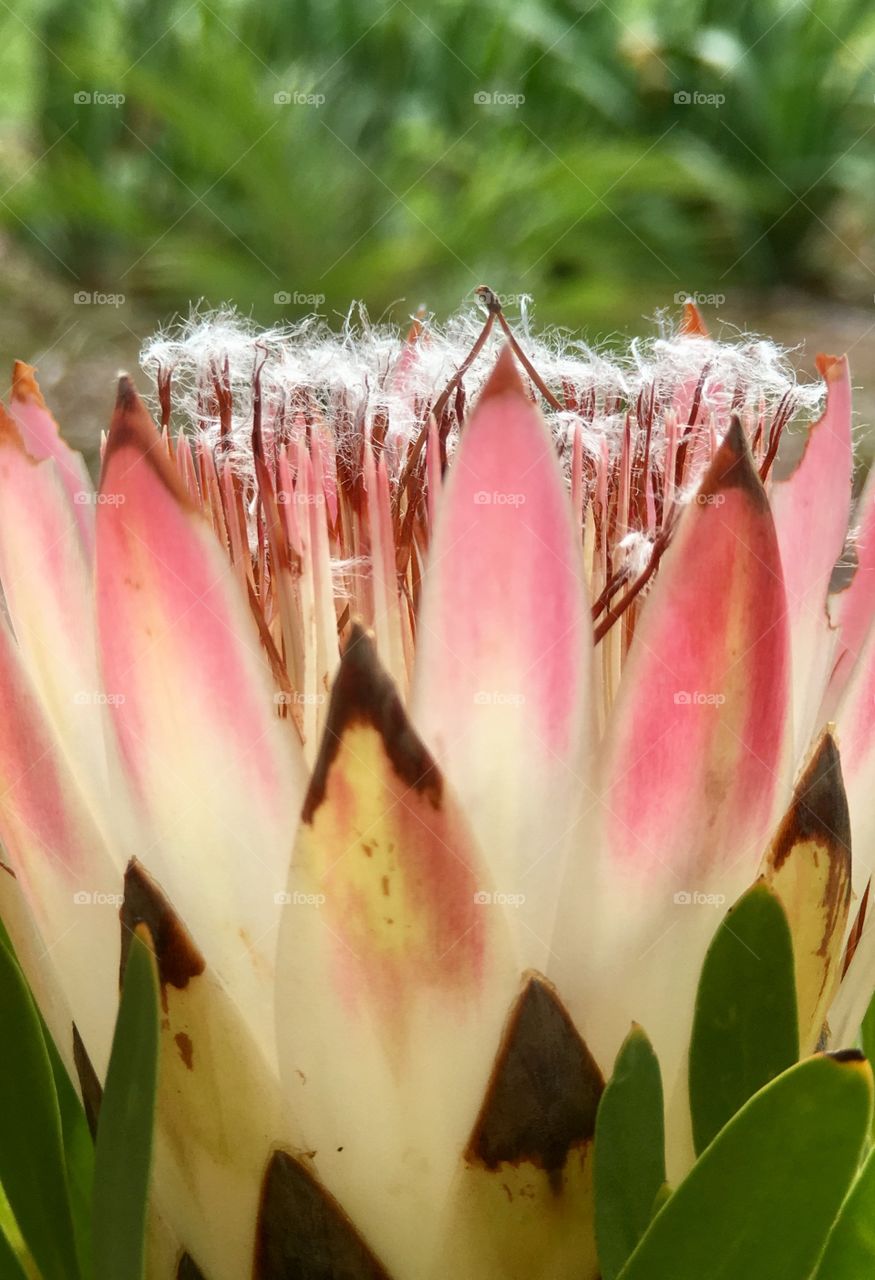 Pink paradise and fluff on this soft wispy cotton candy like tropical bloom