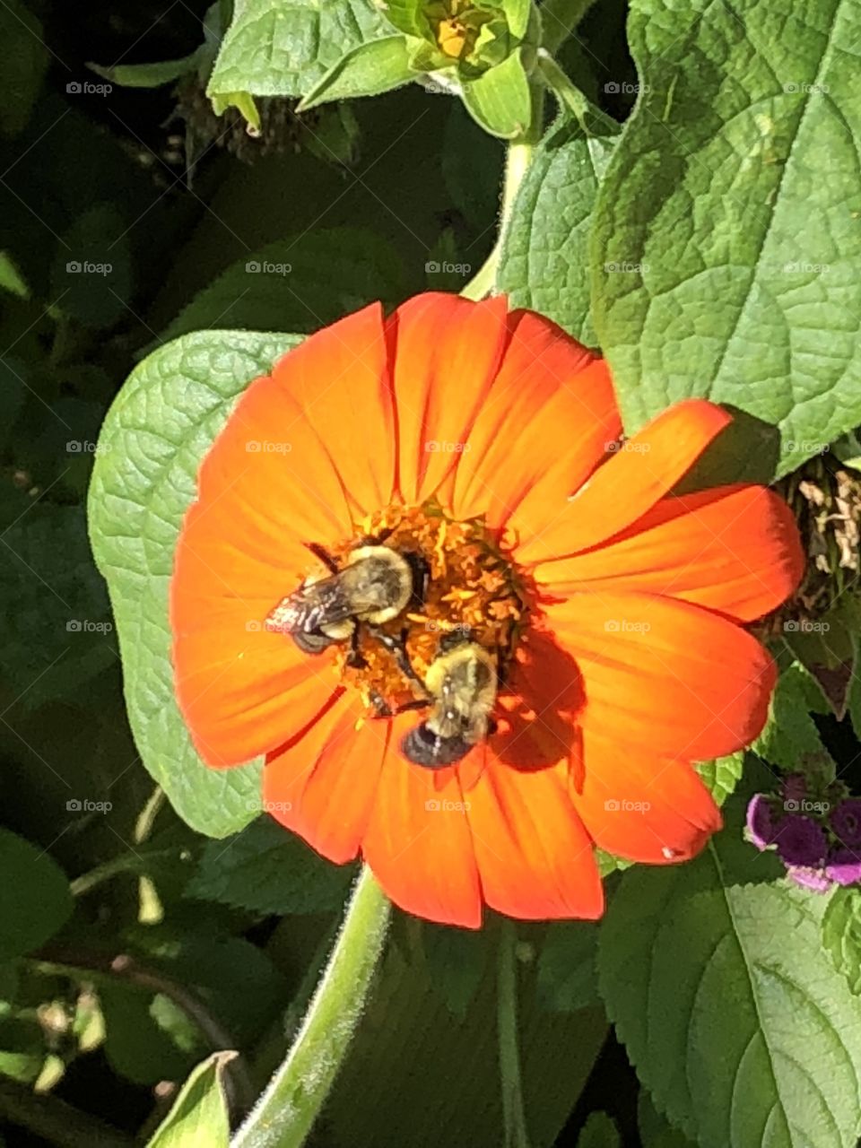 Flower with bees