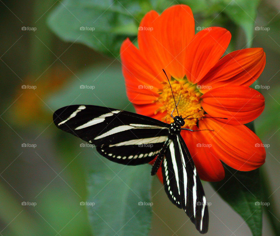 flower butterfly zoo chester by stevephot