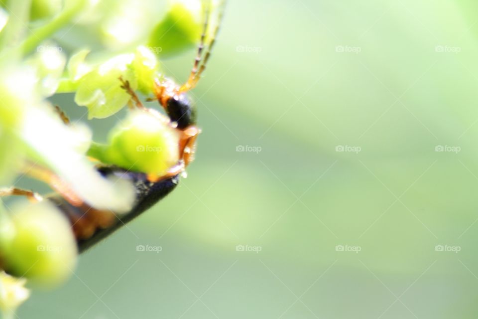 Beetle on plants