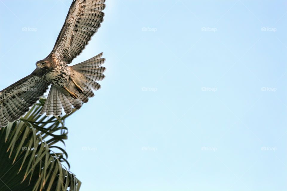 Juvenile Red-Tailed Hawk in flight