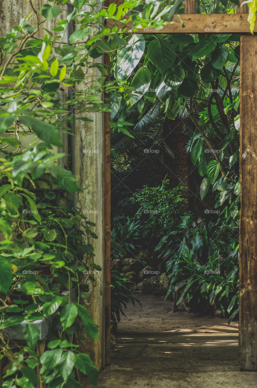 The path in the greenhouse of the botanical garden. An old wooden doorway. Tropical plants, different shades of greenery. Sunlight.