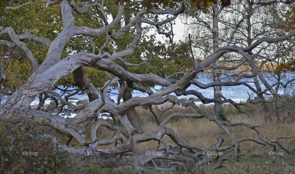 Close-up of oak tree branch