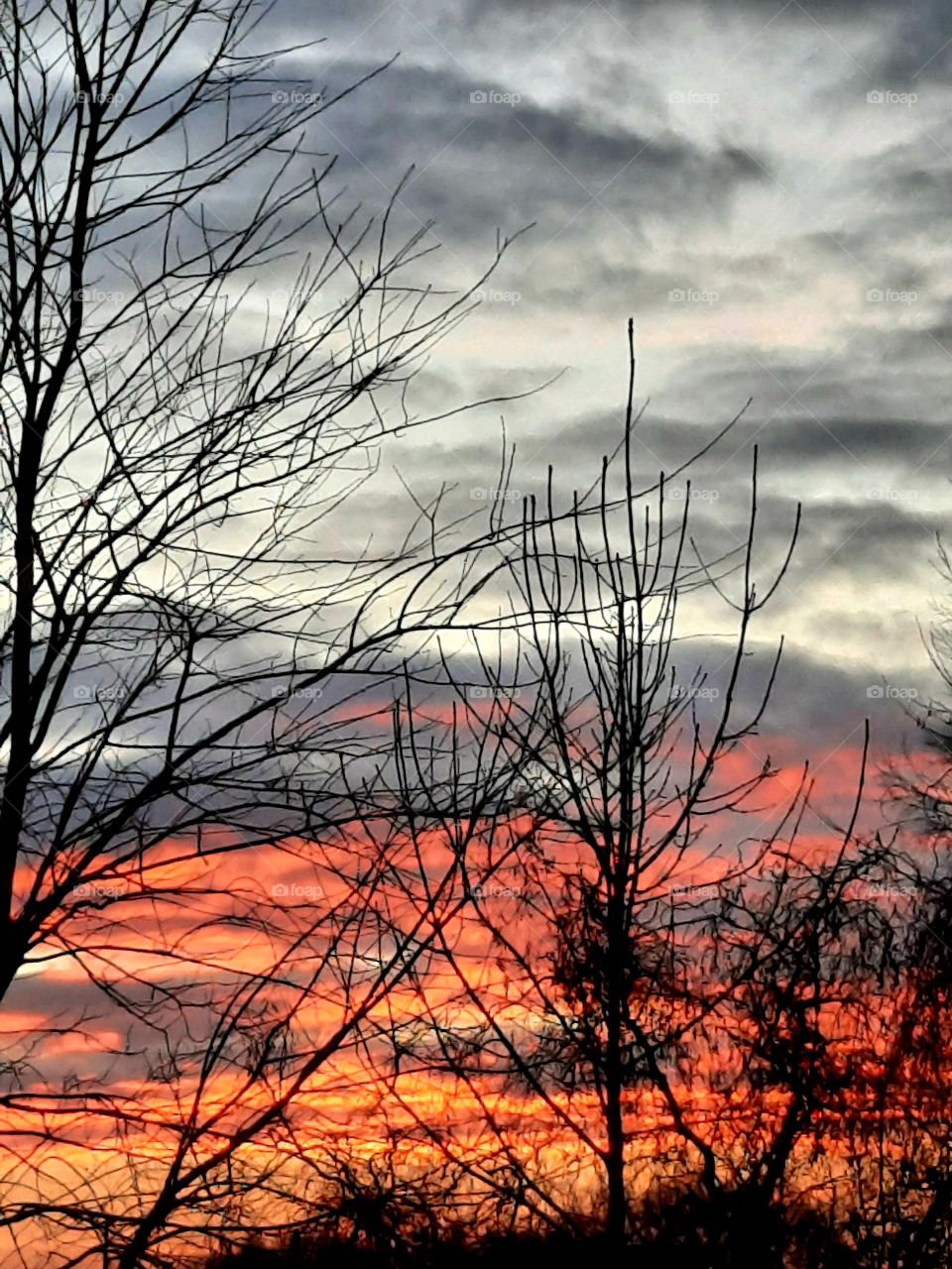 red sunrise with black silhouettes of trees and gray sky