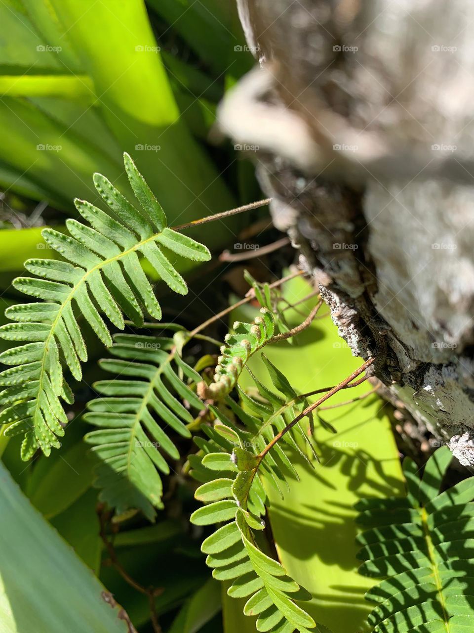 Resurrection Fern Growth Through Spring Season On A Southeastern Live Oak Tree. 