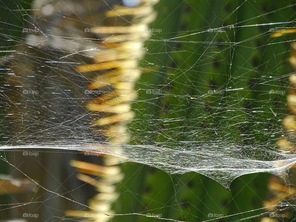 Spiderweb