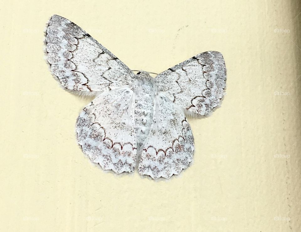 Saw a butterfly while strolling...