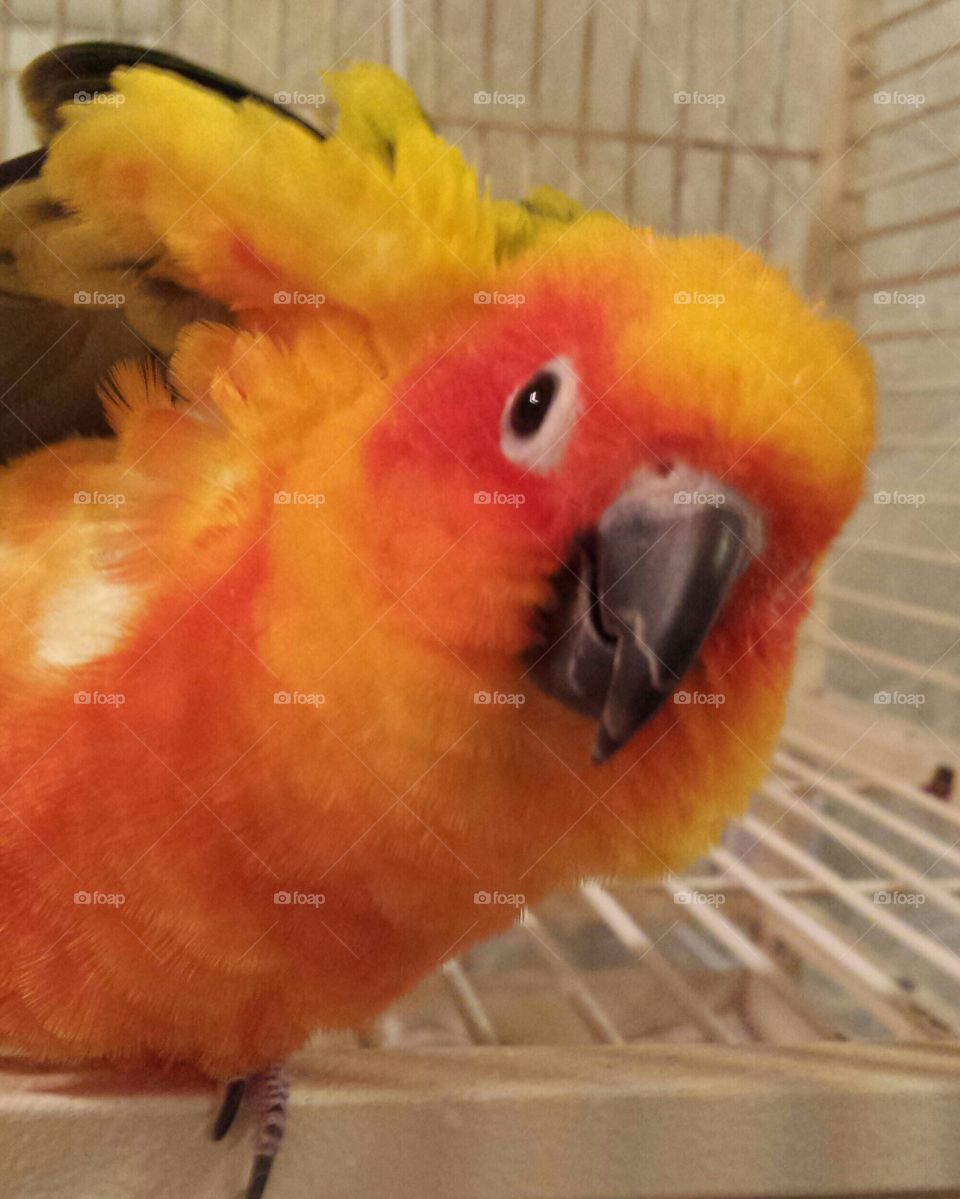 Orange pet parrot