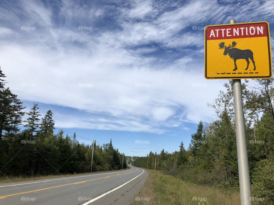 Moose warning 