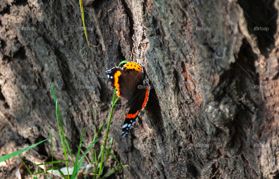 The butterfly on bark