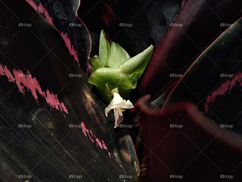 green and white flower blossom of houseplants with pink and black leaves