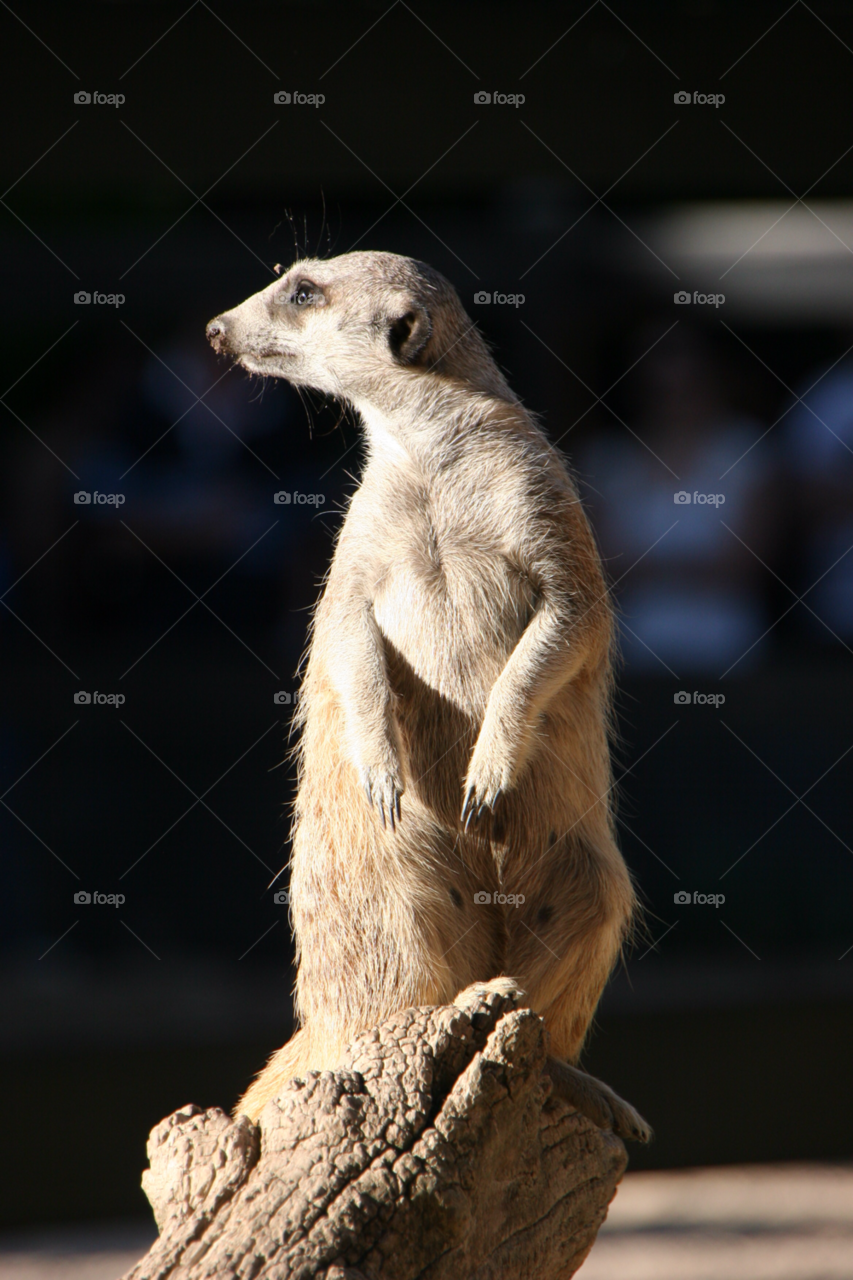 Close-up of meerkat on log