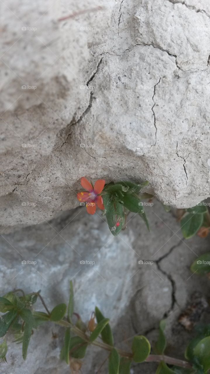 The  force  of  nature. This little flower has grown between the rock and  the  sand; this  shows how nature is strong!