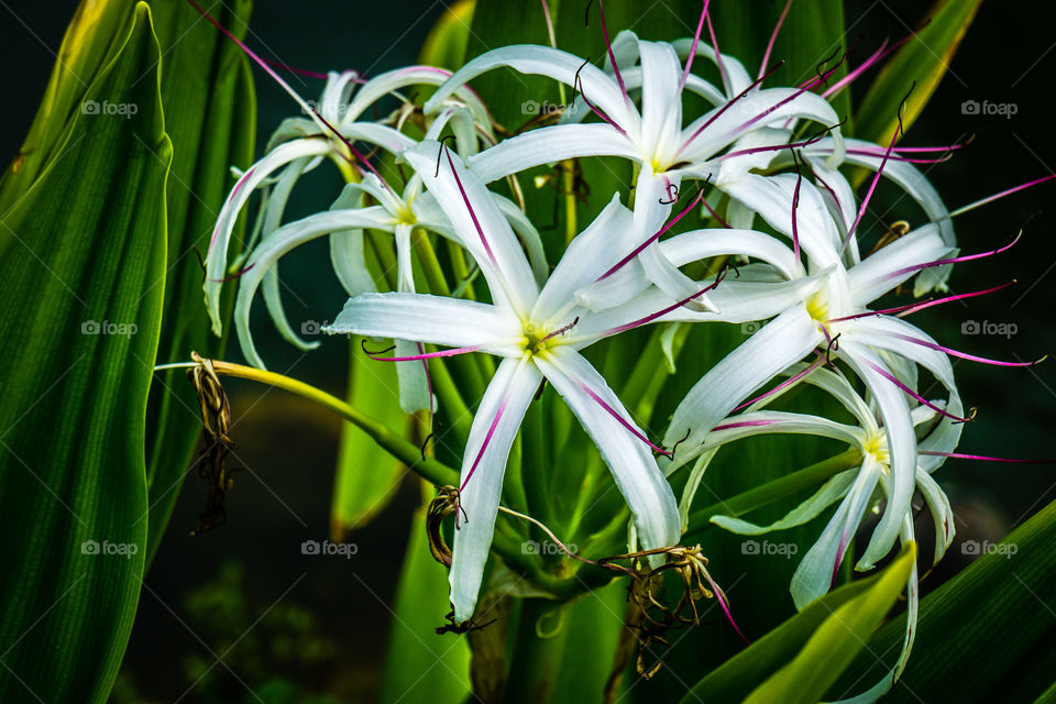 White Flower