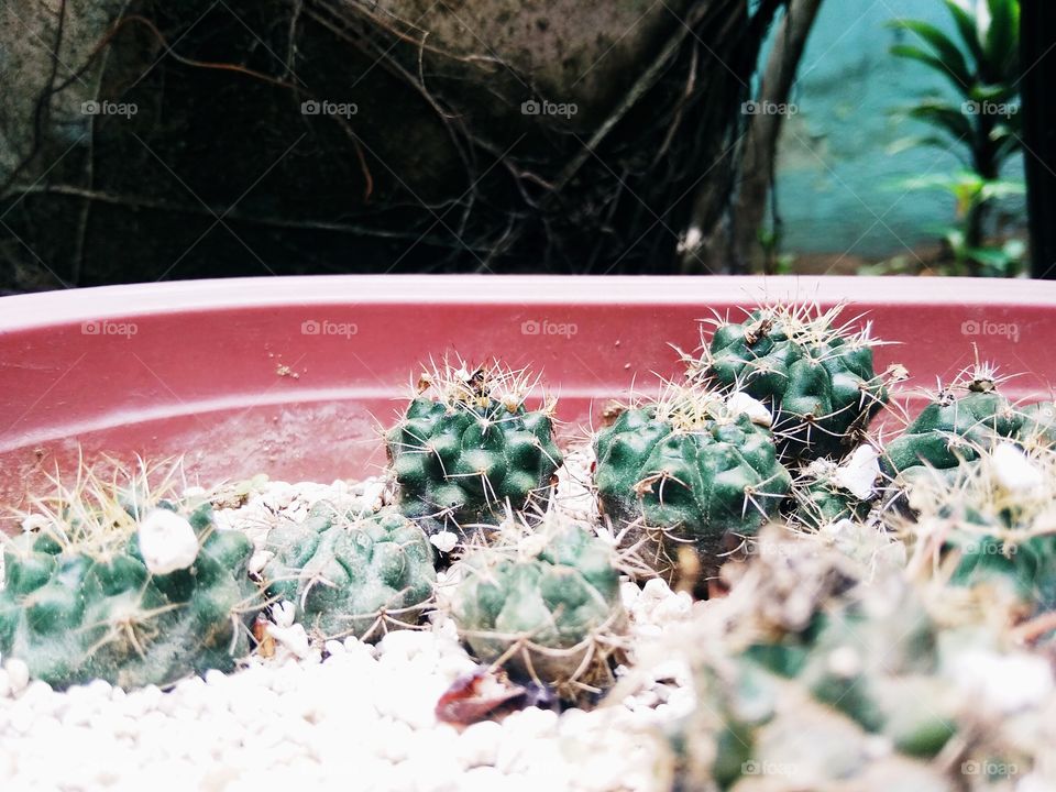Cute small cactuses in the garden. Anything small are kawaii! They are like pompom balls that you don't like to touch. hehe.