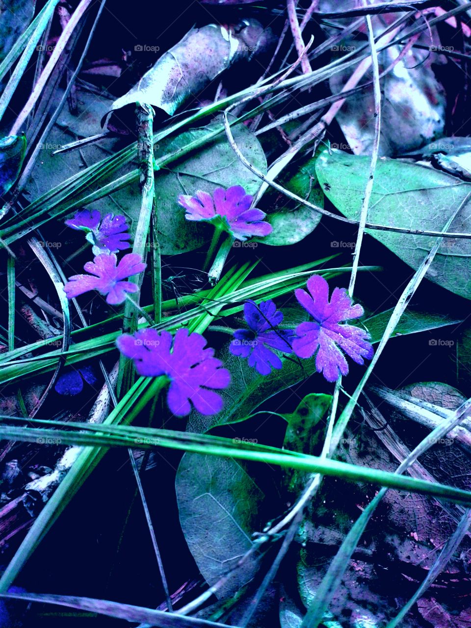 purple clovers
