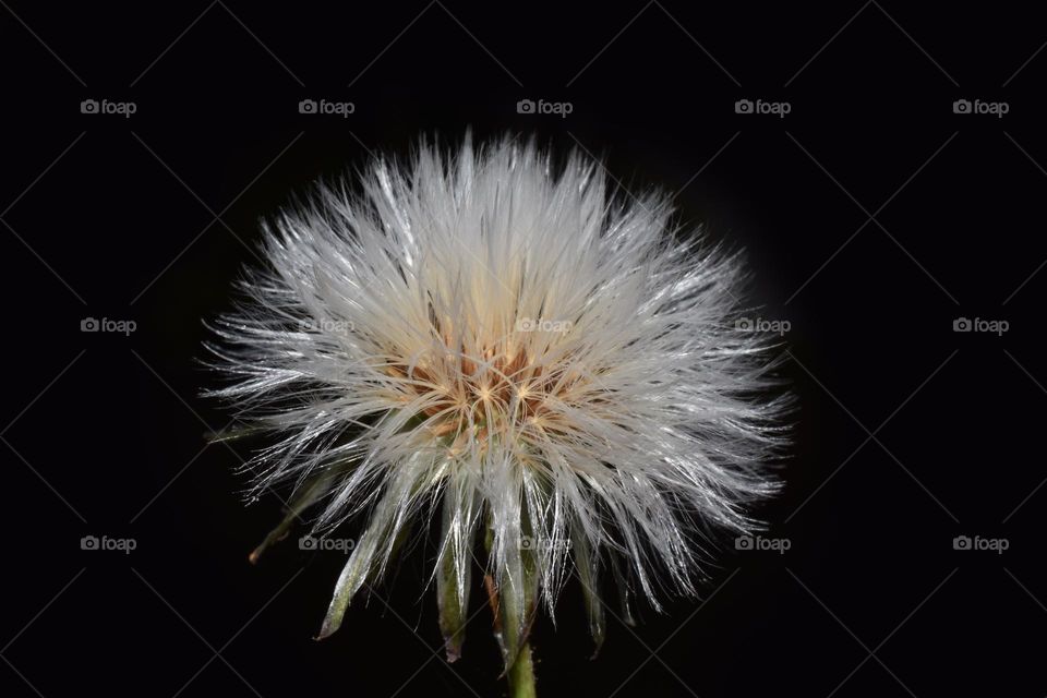 white feathered seed of plant macro picture