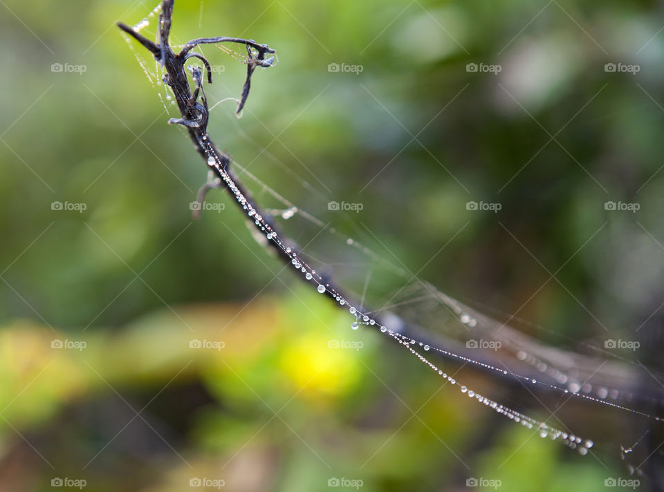 Macro shot water droplets