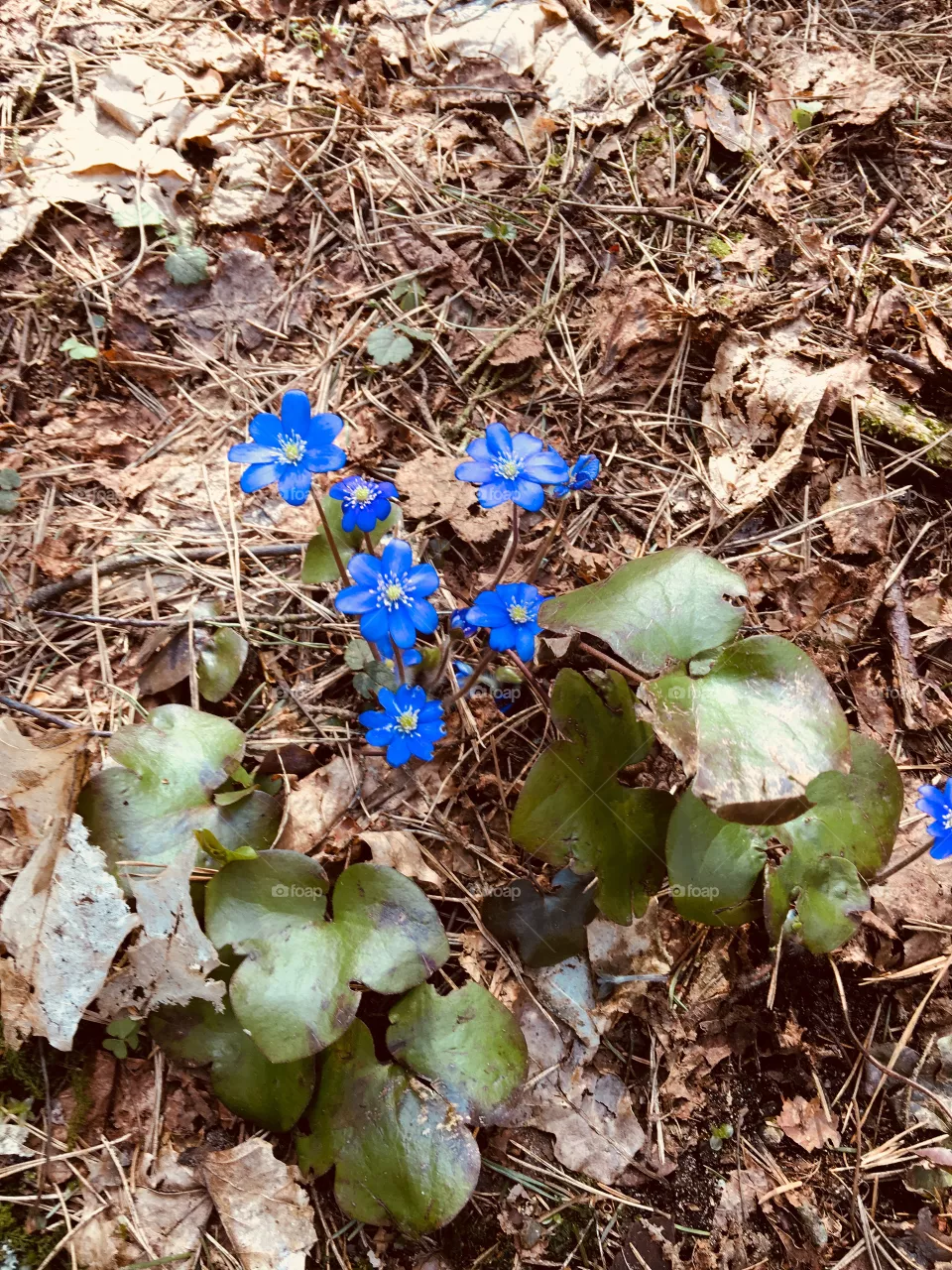 Blooming soil