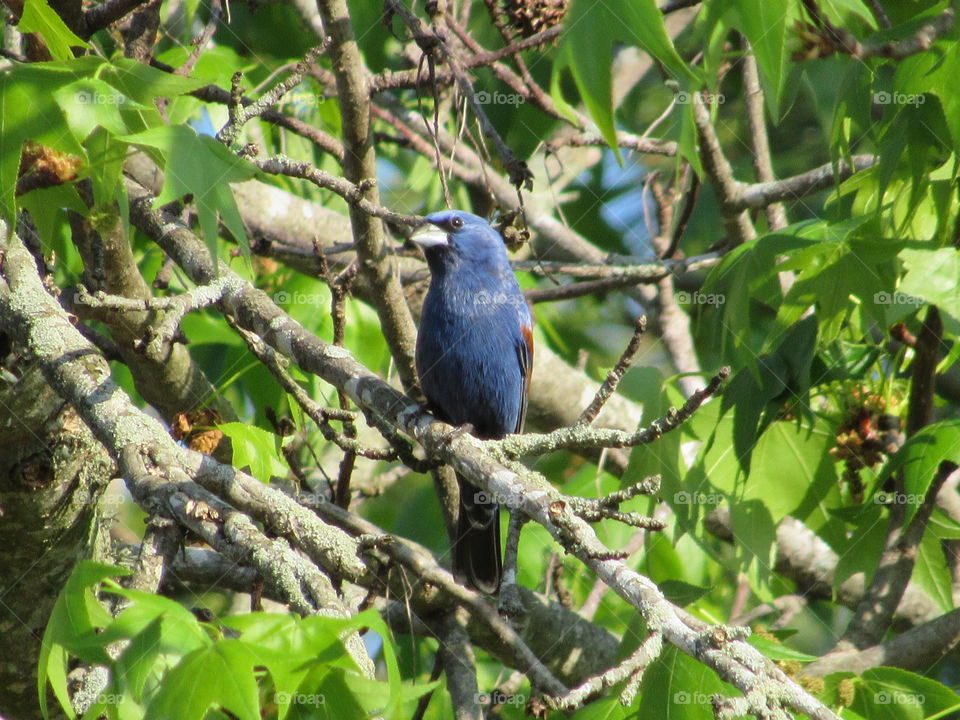 Blue Grosbeak in the Sweet Gum tree