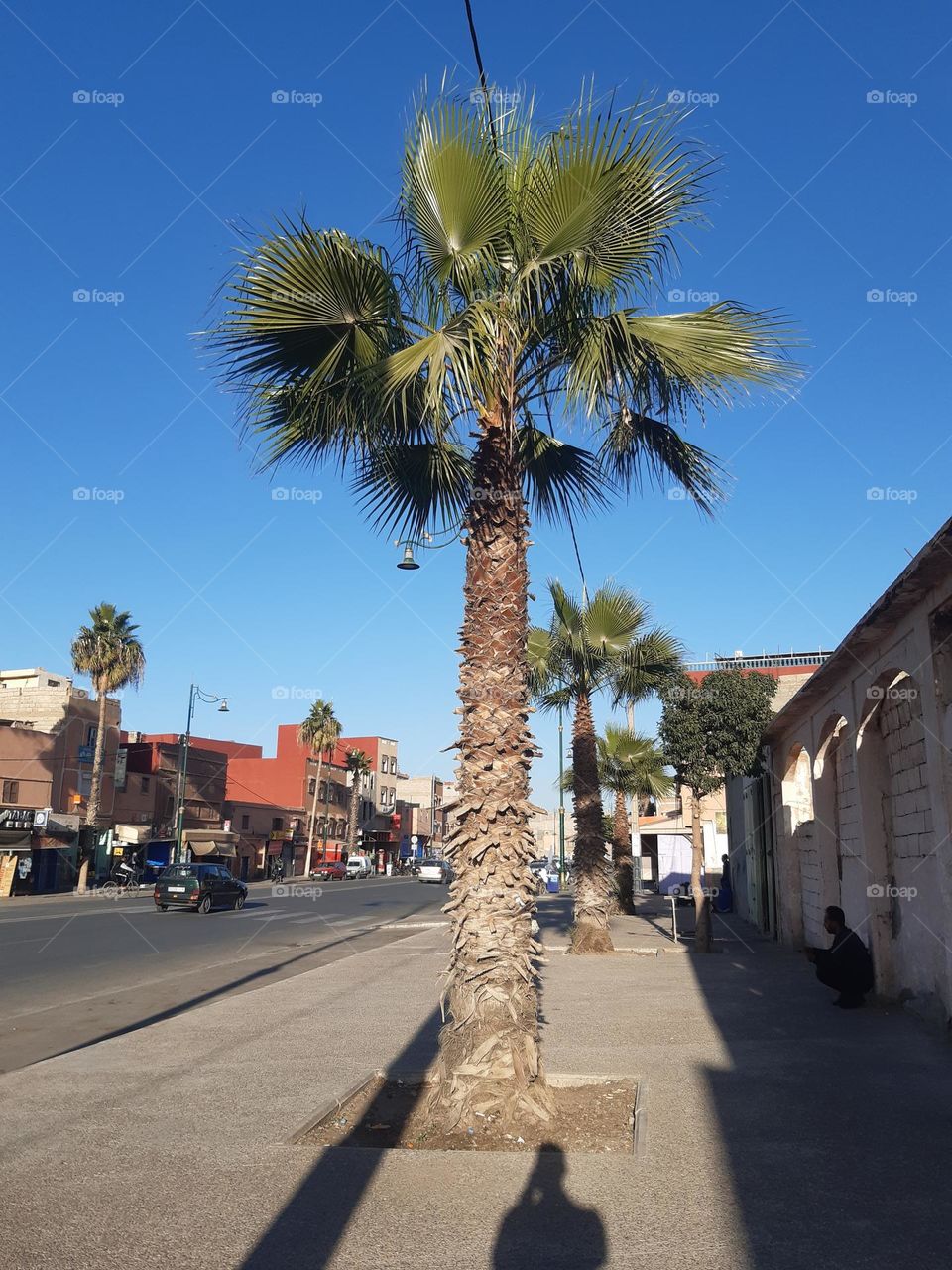 A sunny street in Marrakech lined with tall palm trees, casting long shadows on the sidewalk. The clear blue sky contrasts with the warm-toned buildings in the background. January 1, 2025, Marrakech