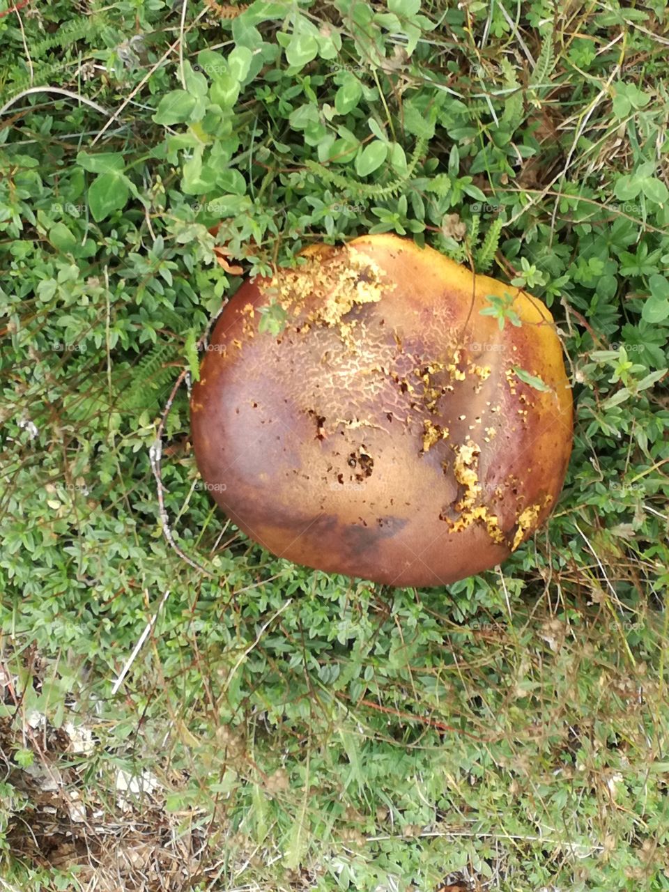 A large solitary mushroom