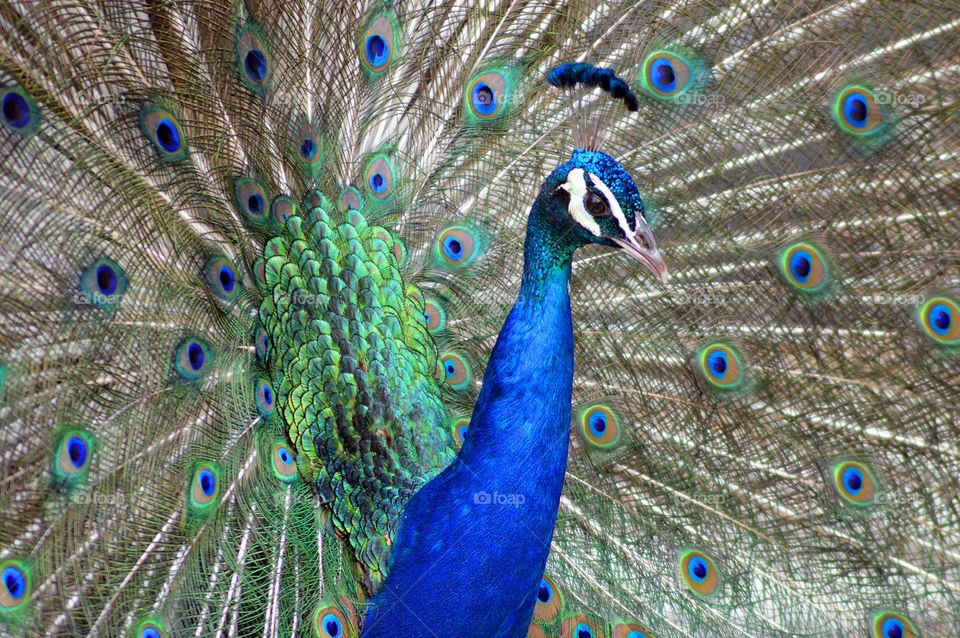 Peacock