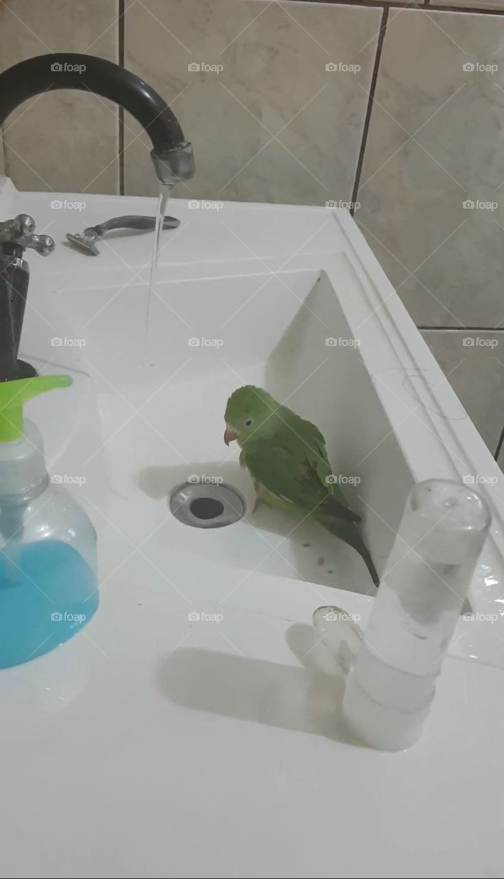 Amo esse gosta de água