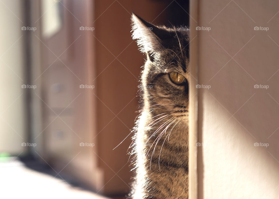 the cat hides around the corner and peeps with one eye behind someone, beautiful backlight, close-up