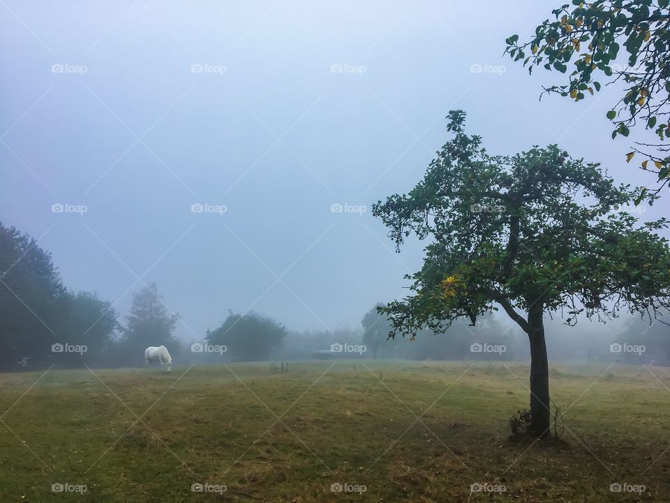 Foggy orchard landscape 
