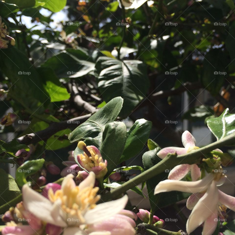 Lemon blossoms