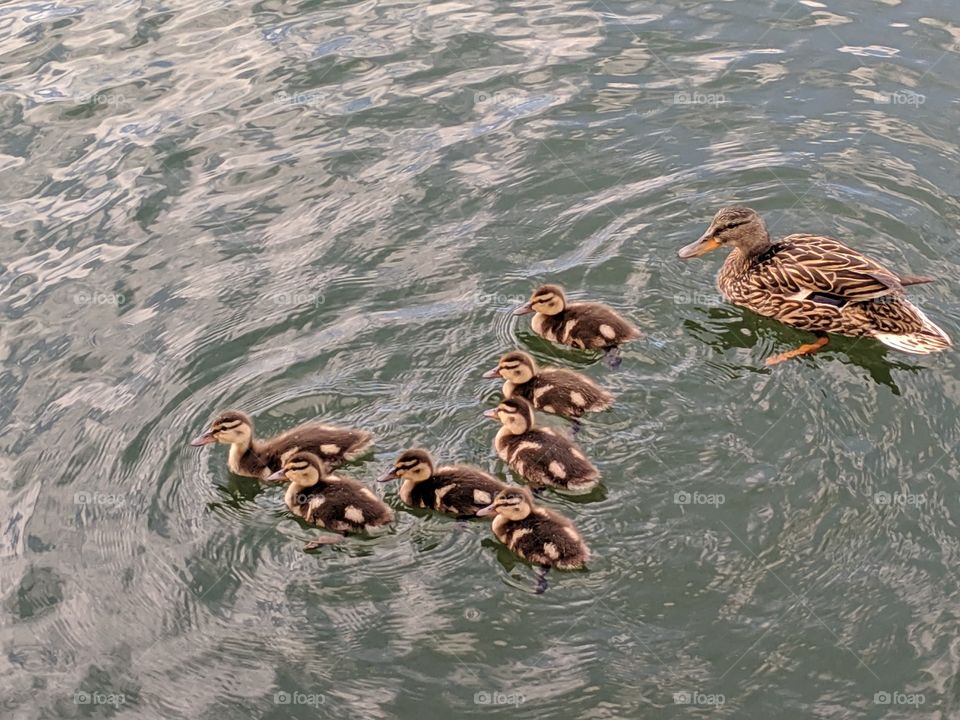 Baby Ducklings with their Mama Duck in Oquirrh Lake, Daybreak- South Jordan,Utah