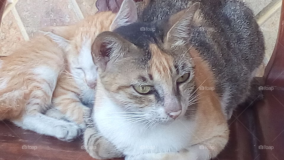 love big cat and small cat