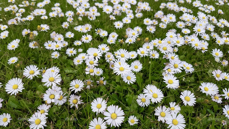 A beautiful field with daisies in June 