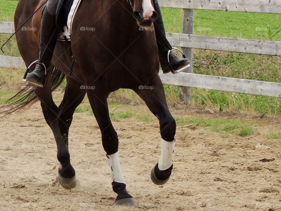 Bay horse cantering forward, towards the camera. The image focuses on the horse's legs and nose, the lower part of the riders legs are also visible.