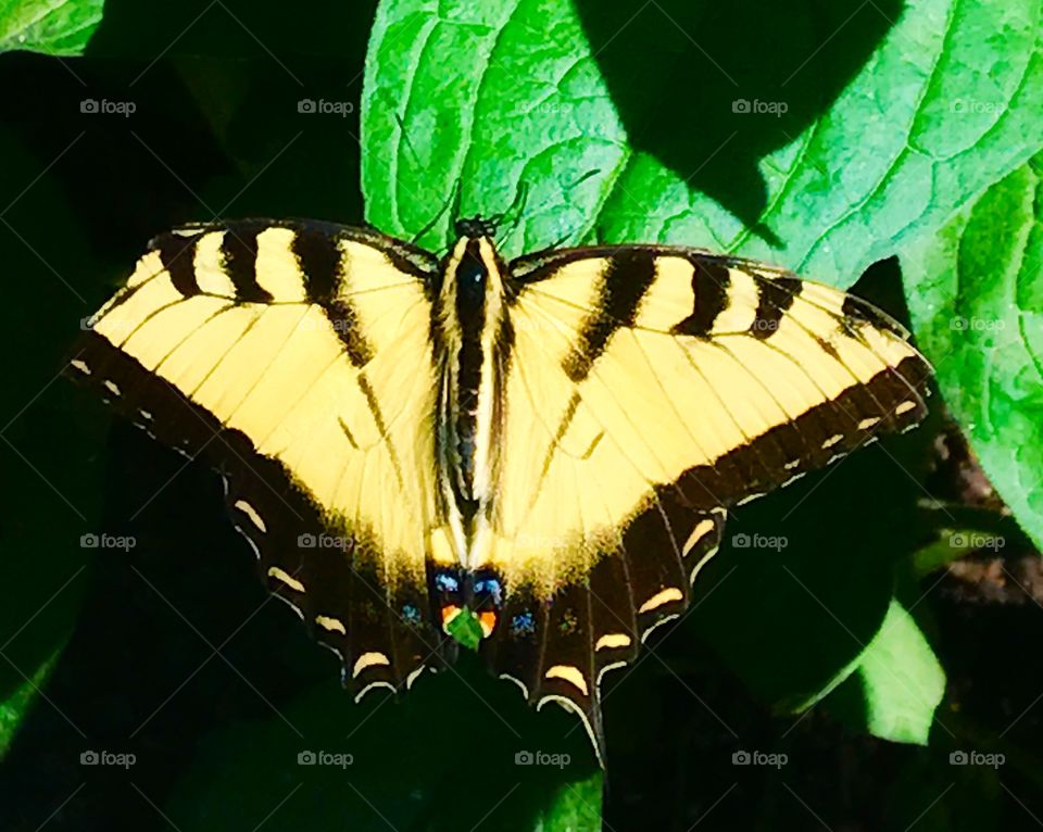 Zebra longwing butterfly—taken in Brookfield, Illinois 