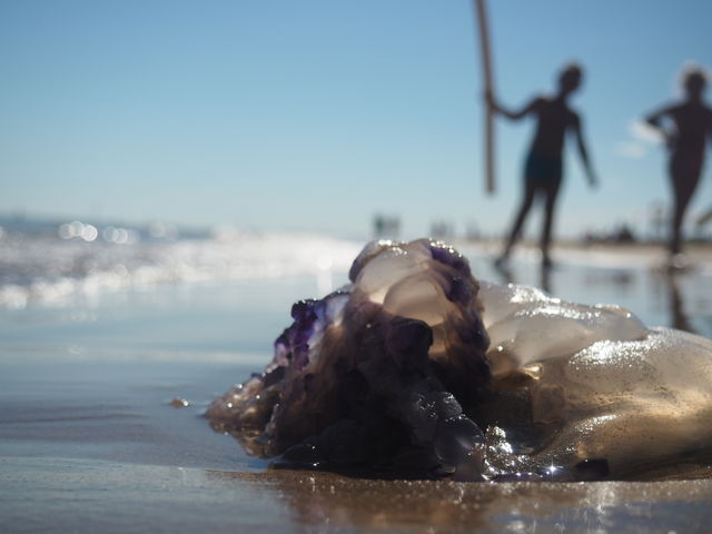 Jellyfish 