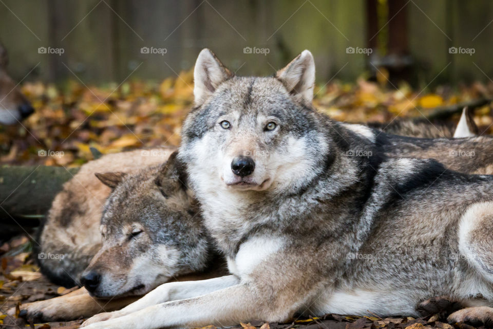 Wolves resting on filed