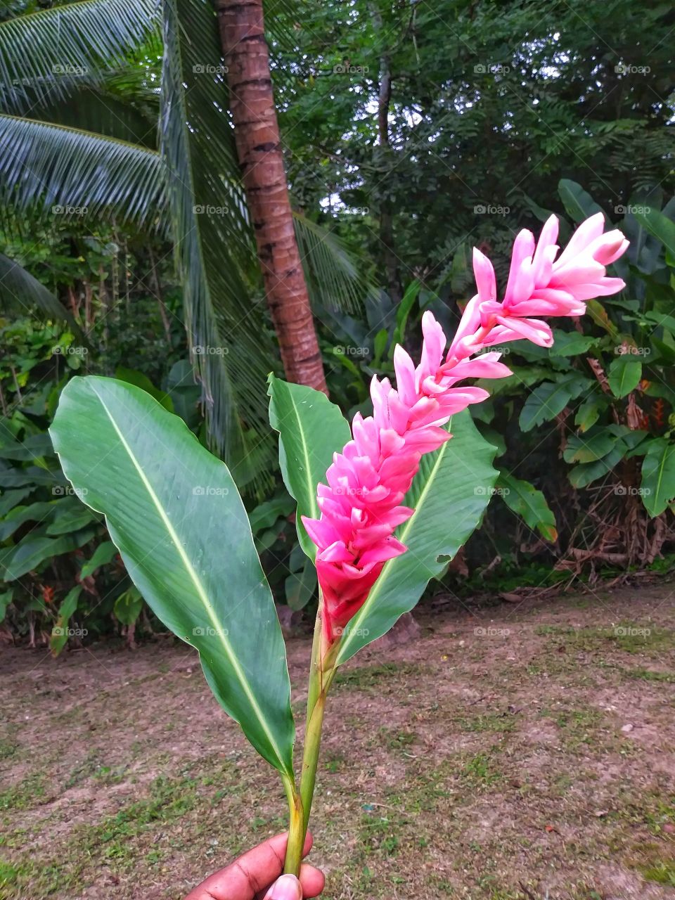 Pink Flower