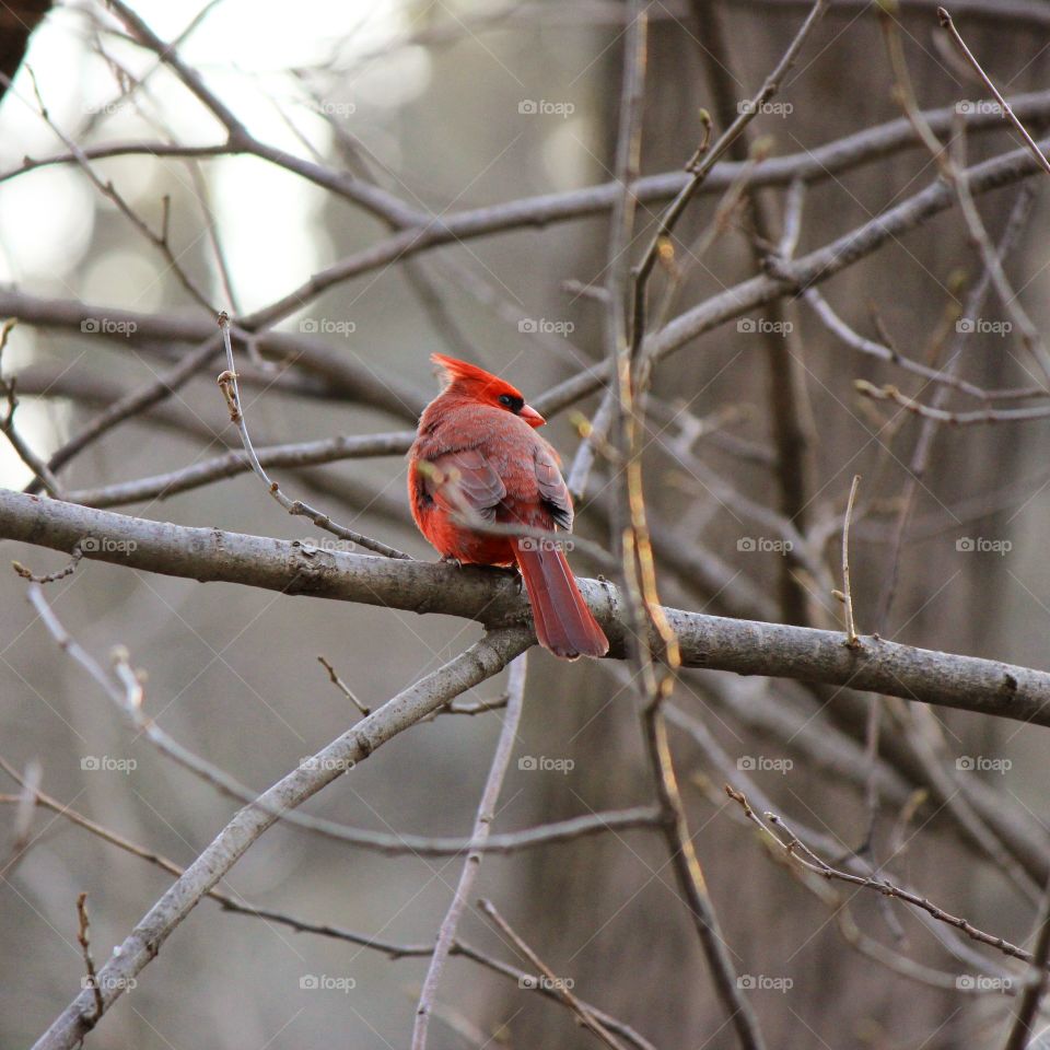 Cardinal perch 