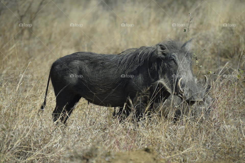 Wise old warthog