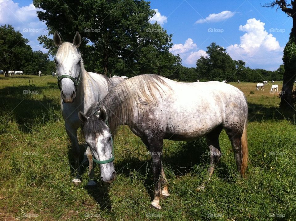 Lipizzaner horses