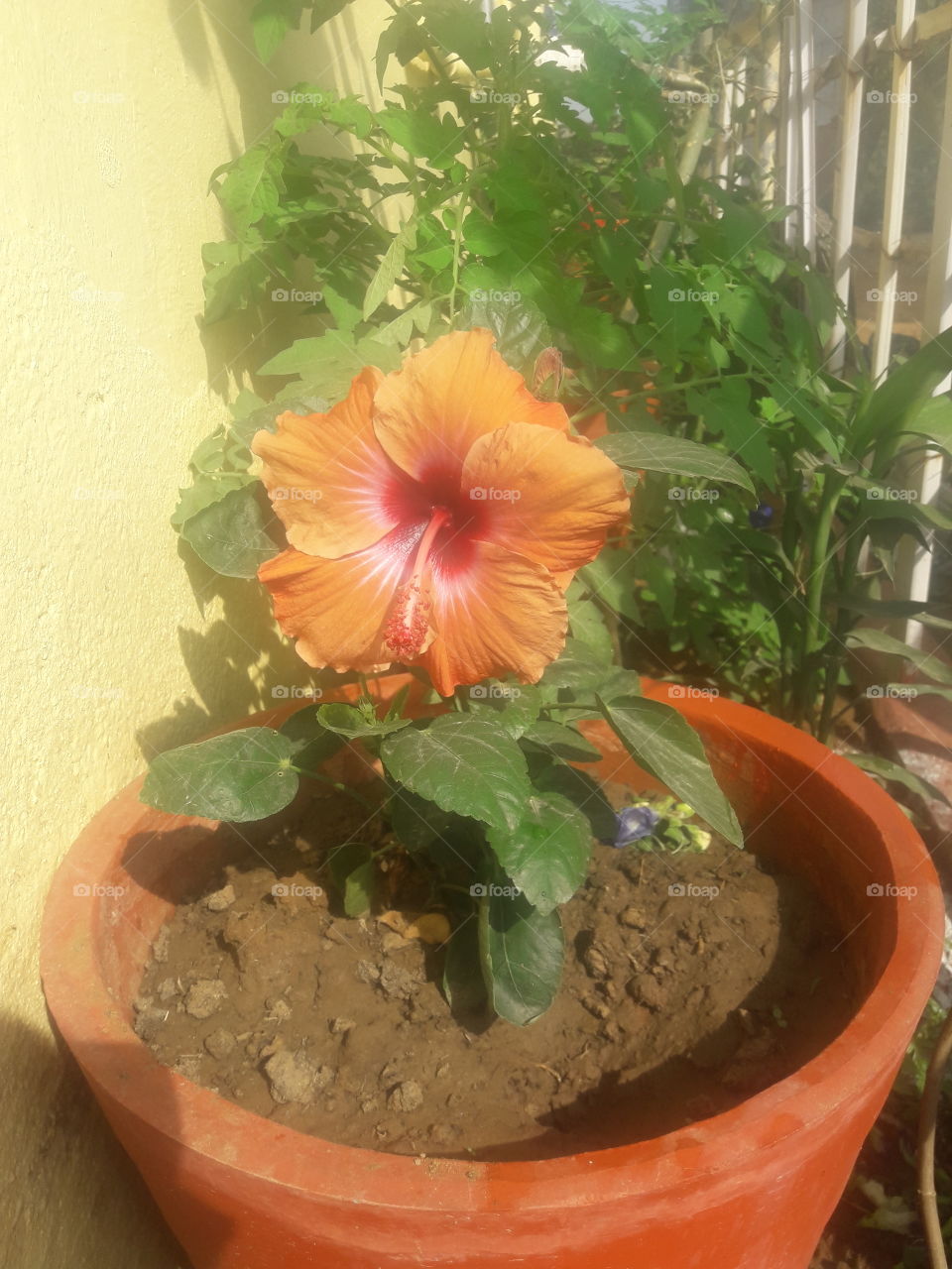 hibiscus