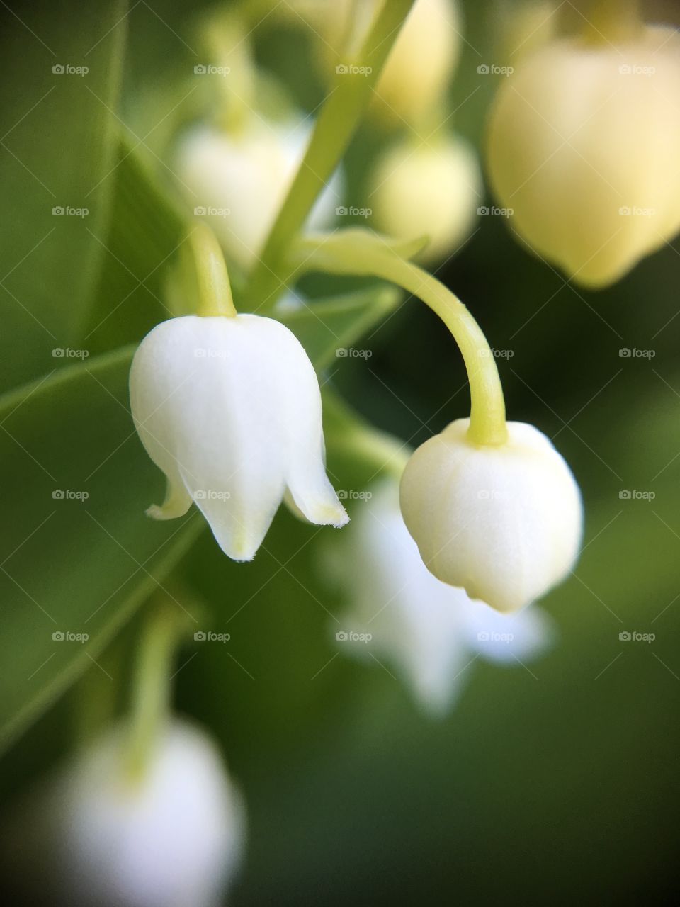 Lily of The Valley 