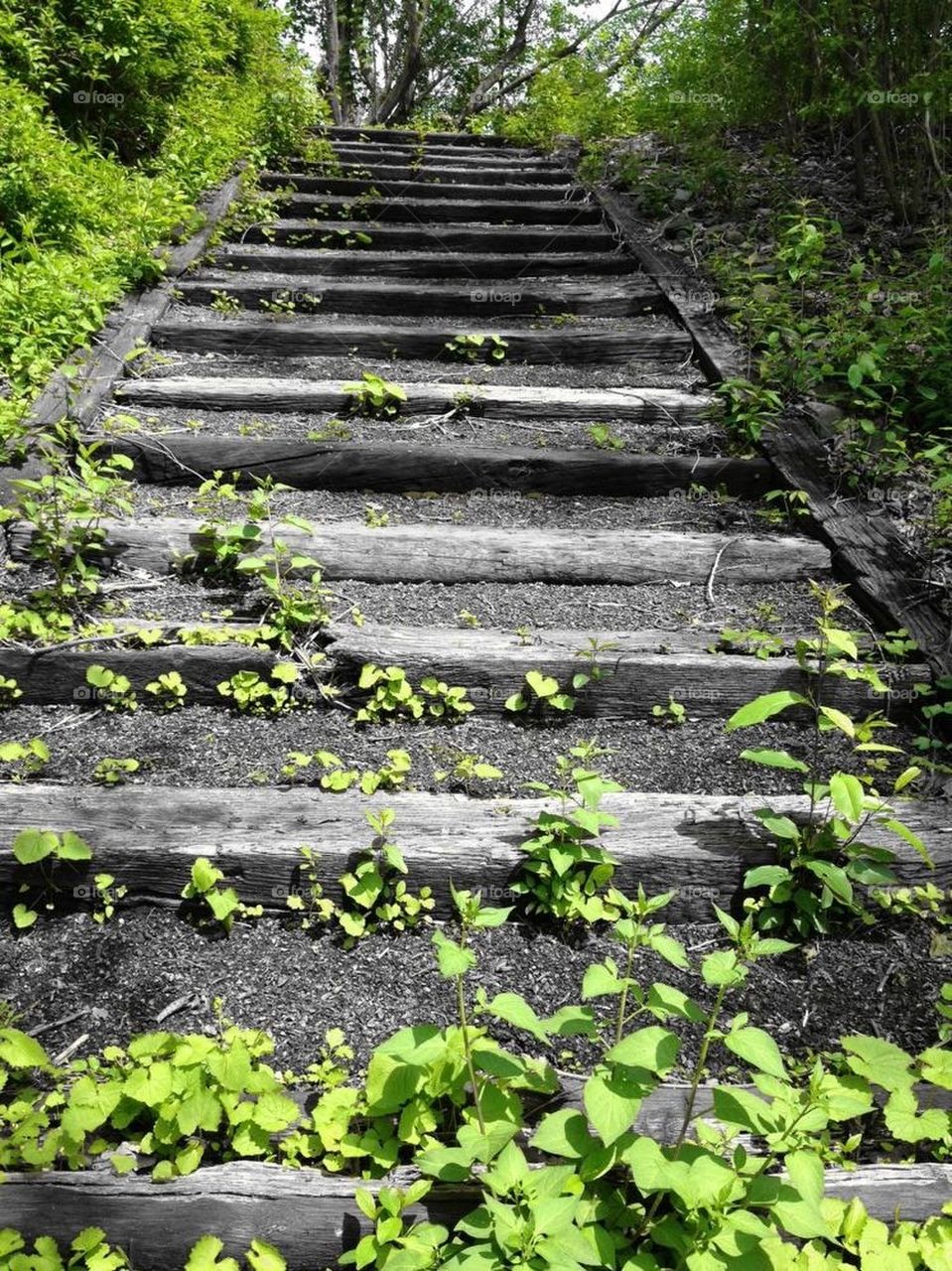 Nature's Stairway